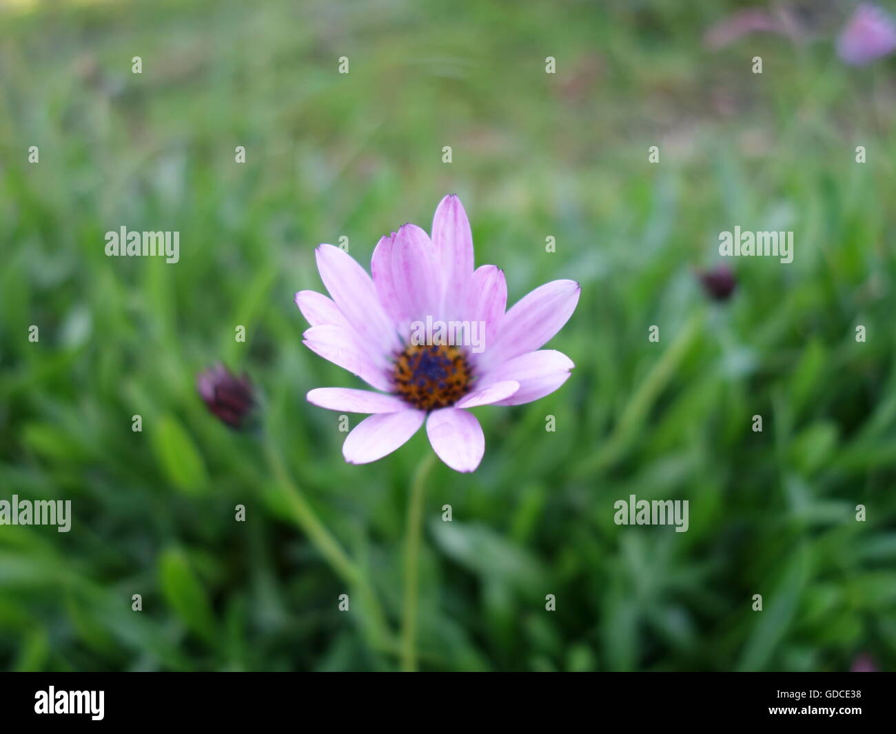 Pink Daisies in a field Stock Photo