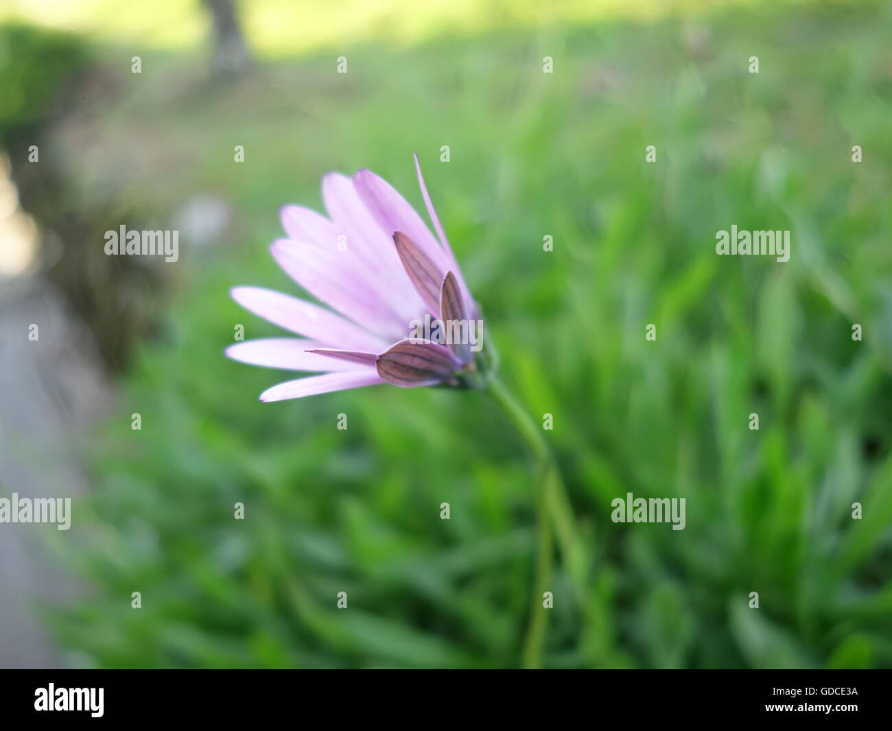 Pink Daisies in a field Stock Photo