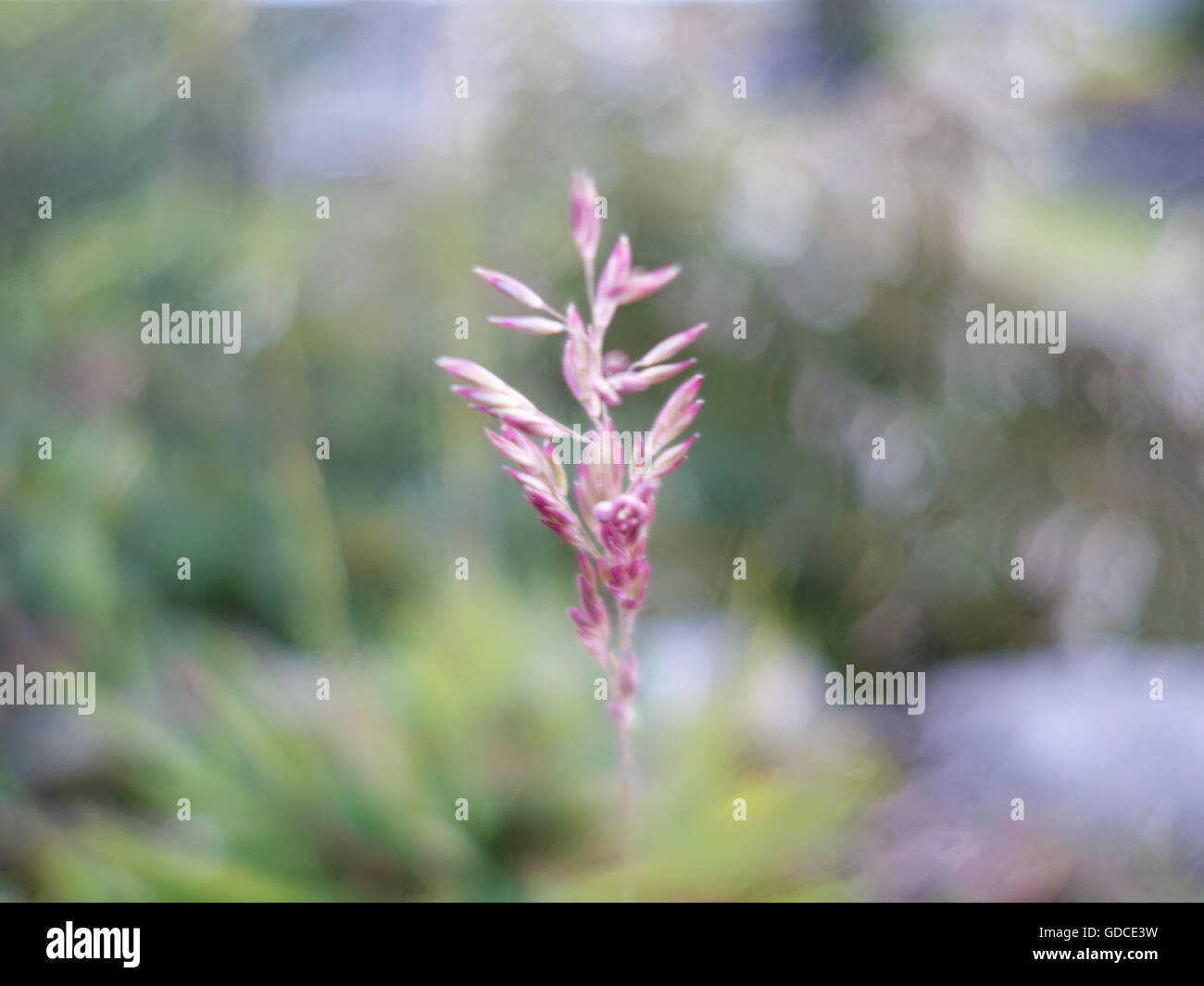 A sprig of foxtail grass Stock Photo