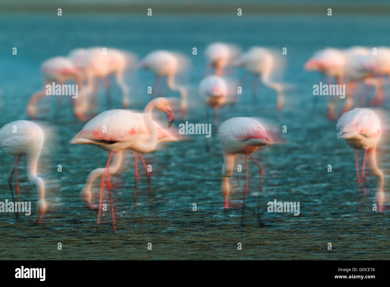greater-flamingo-phoenicopterus-roseus-feeding-by-filtering-the