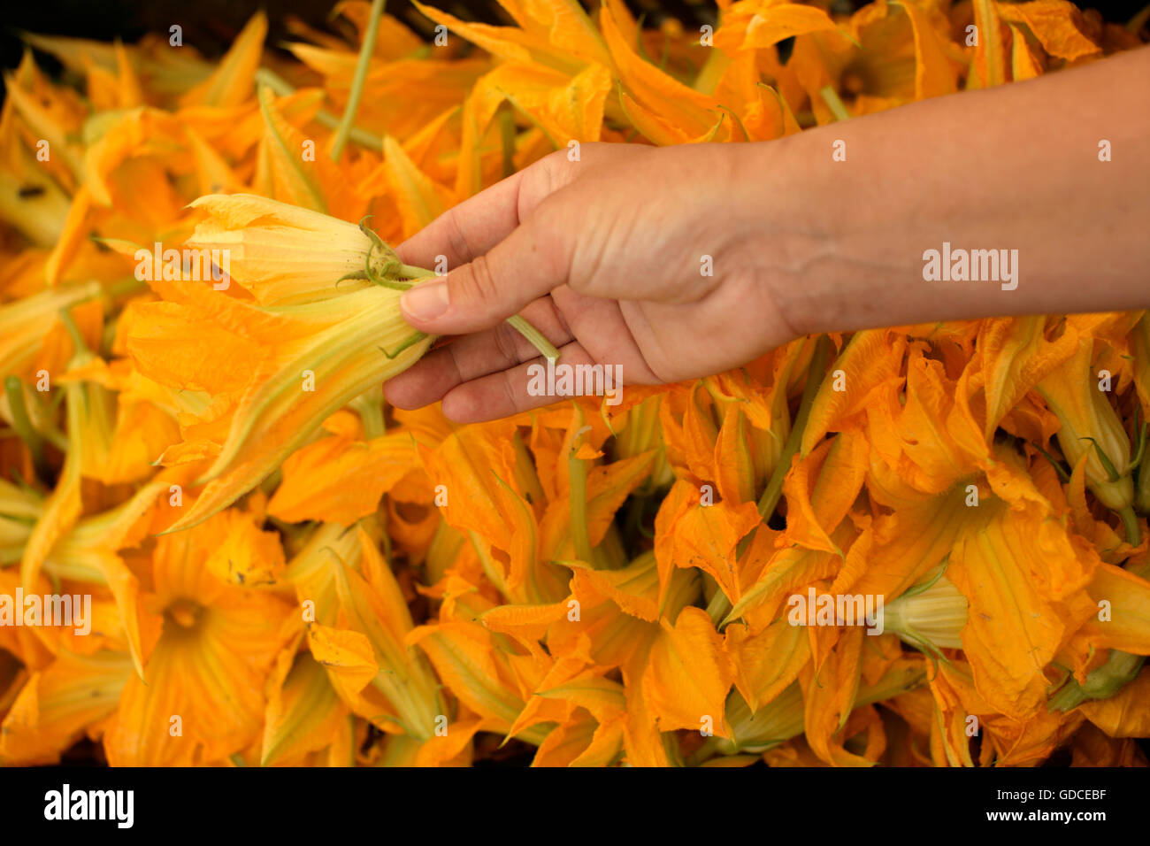 Courgette female flowers hires stock photography and images Alamy
