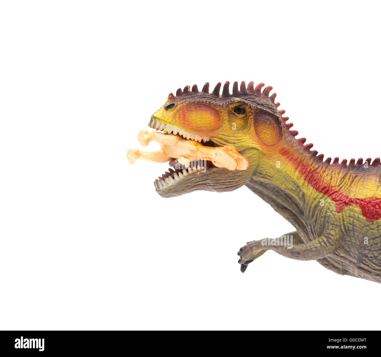close up on Giganotosaurus catching a small dinosaur toy on white background Stock Photo