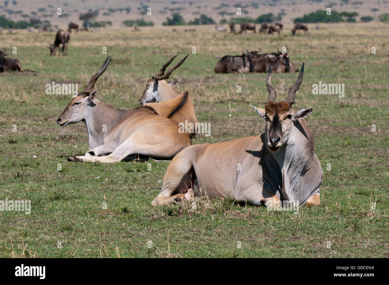 Elands (Taurotragus oryx), Masai Mara, Kenya, Africa Stock Photo