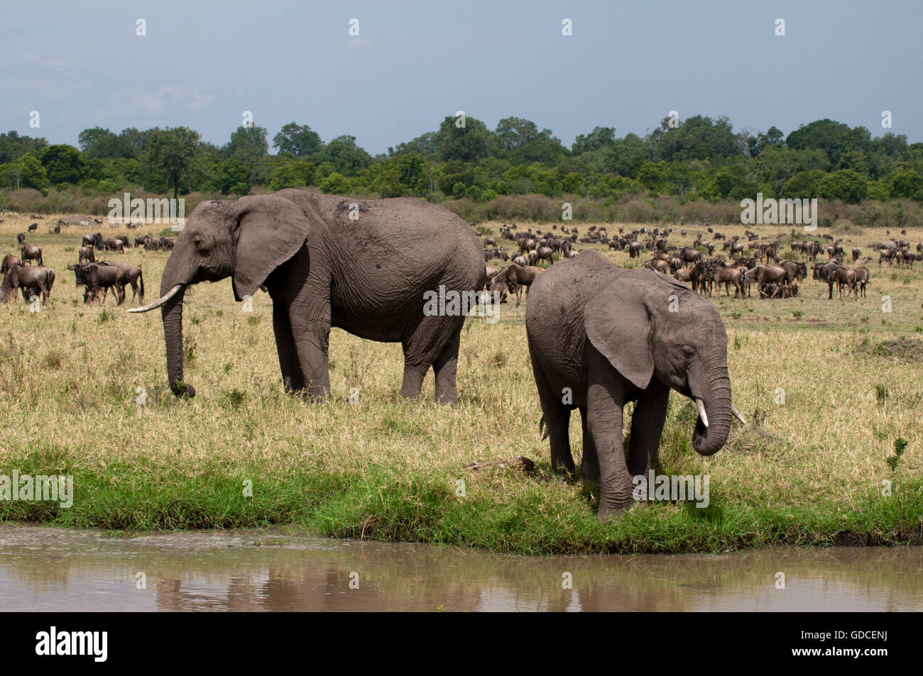 African Elephants (Loxodonta africana), Masai Mara, Kenya, Africa Stock Photo