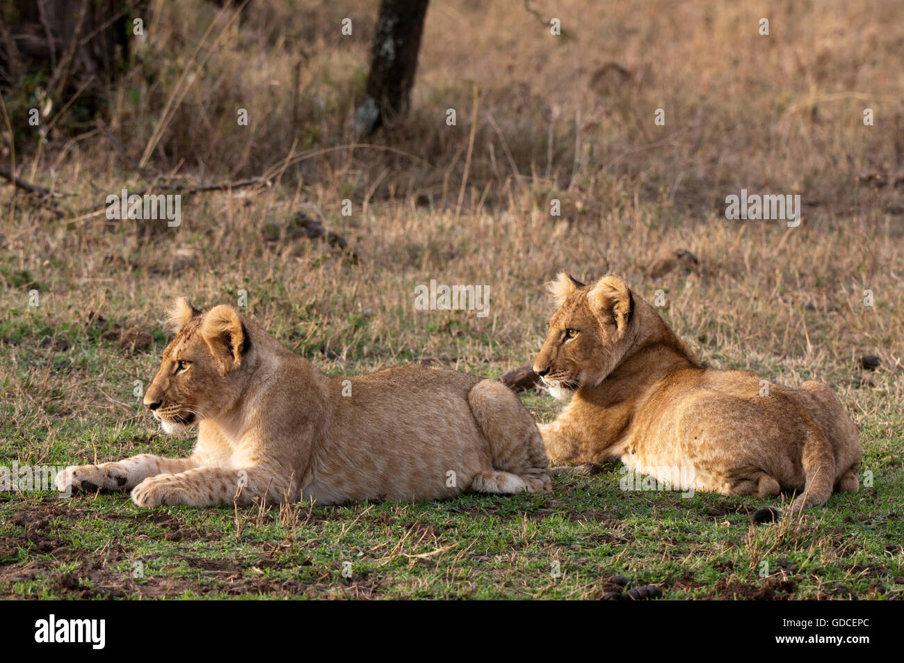 Lion (Panthera leo), young, Masai Mara, Kenya, Africa Stock Photo - Alamy