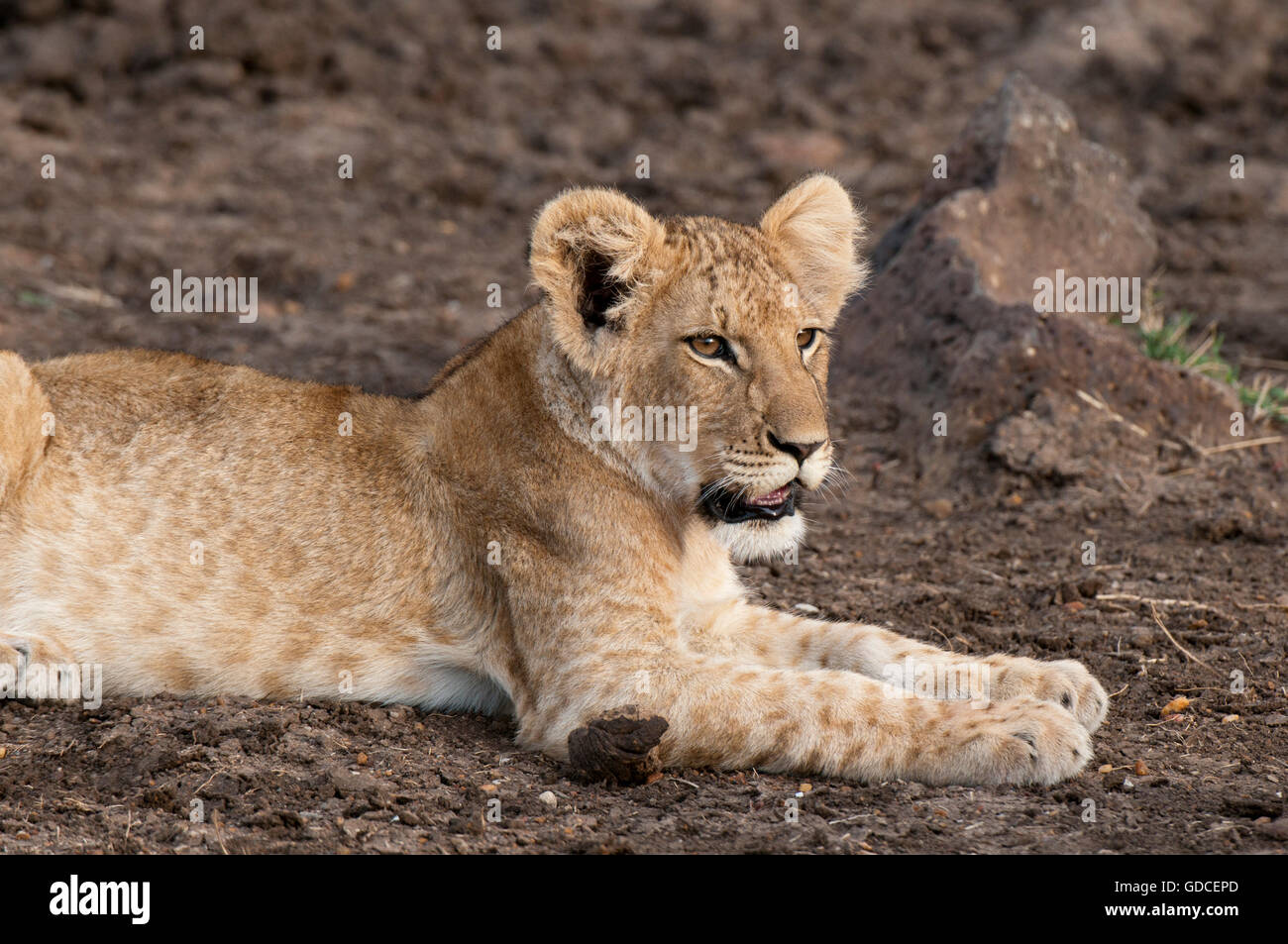Lion (Panthera leo), young, Masai Mara, Kenya, Africa Stock Photo - Alamy