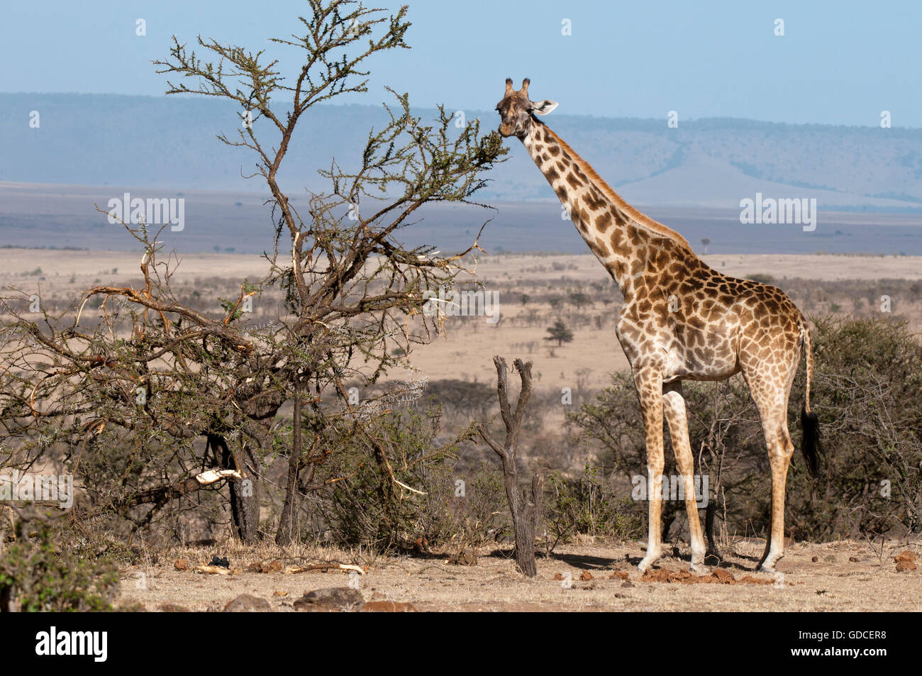 Giraffe eating plants hires stock photography and images Alamy