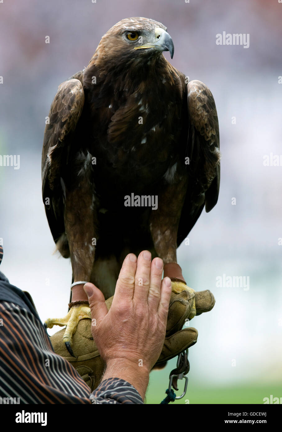 Golden Eagle Attila, mascot of the Eintracht Frankfurt football club, Frankfurt am Main, Hesse Stock Photo