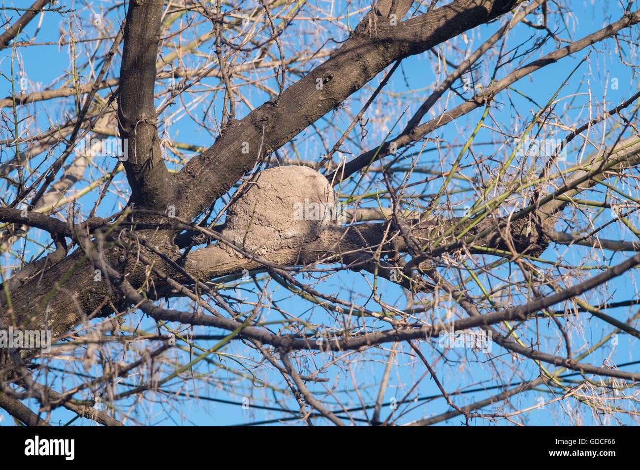 Finished Oven Bird Nest High Up A Tall Tree Stock Photo Alamy finished-oven-bird-nest-high-up-a-tall-tree-stock-photo-alamy