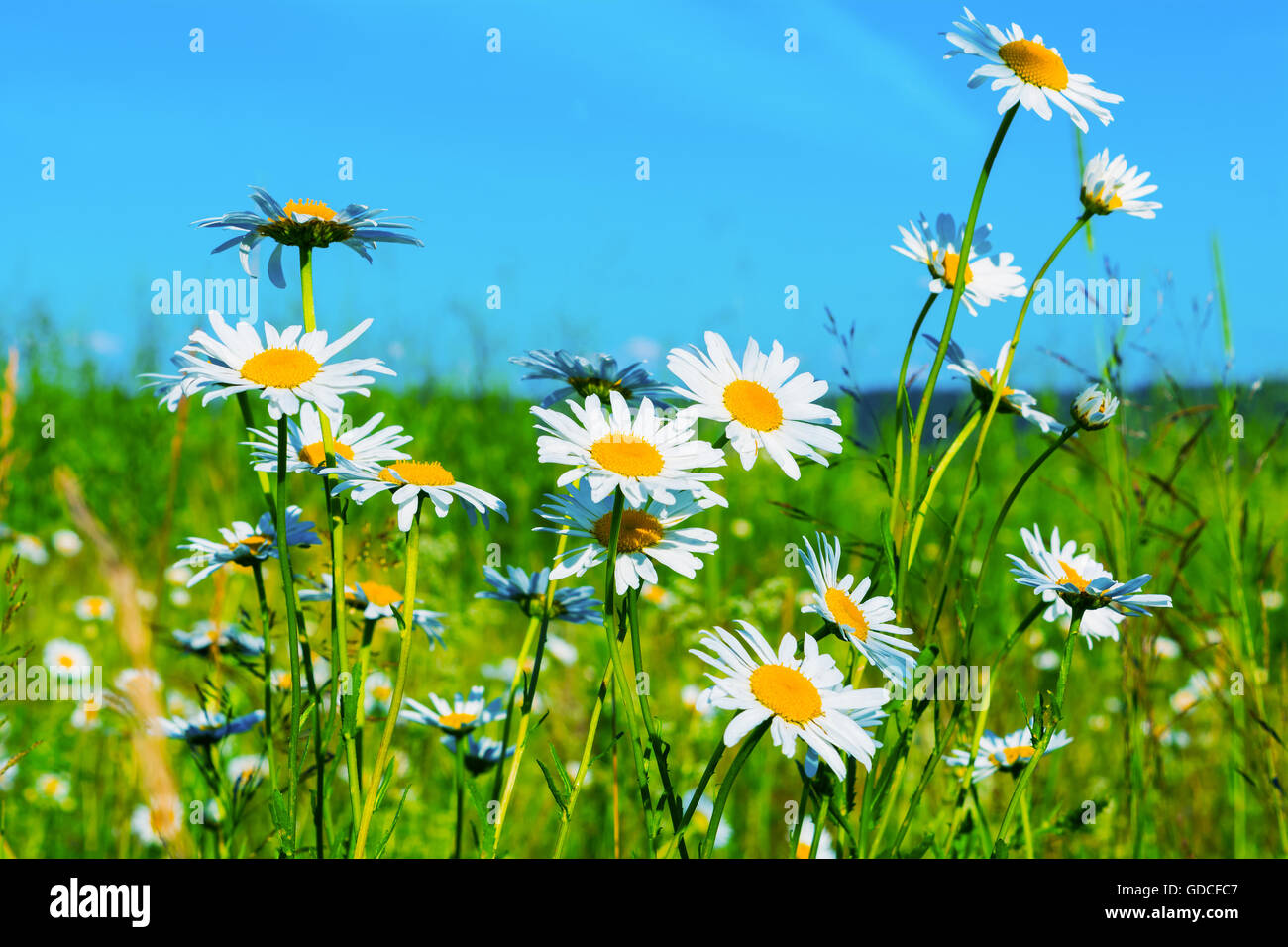 White daisies lawn on blue sky background. Summer field of white flowers. Beautiful landscape with daisies in the sunlight. Stock Photo