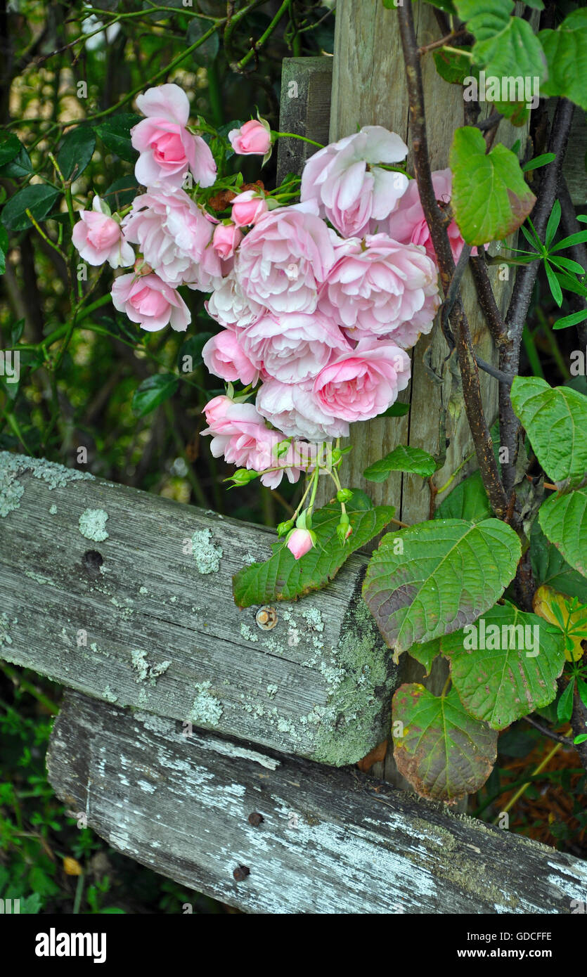 Beautiful pink roses growing on old wooden fence Stock Photo - Alamy