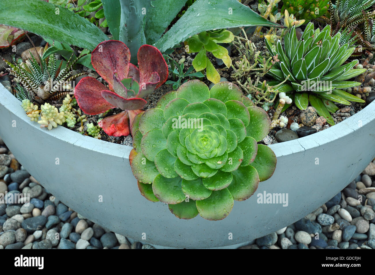 Cacti plant hi-res stock photography and images - Alamy