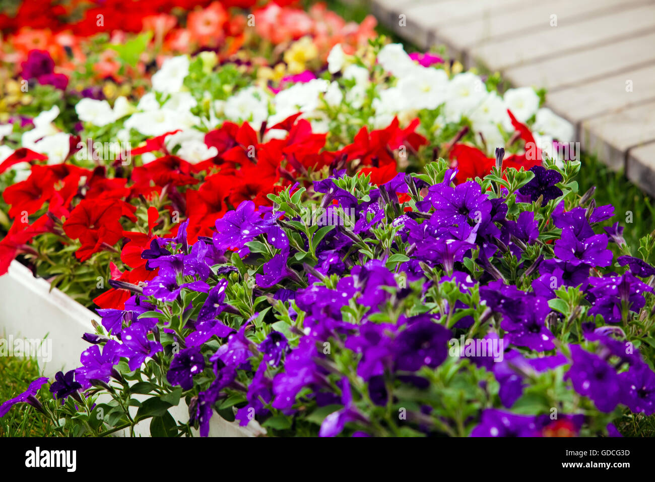 Garden flowers of different colors in pots Stock Photo Alamy