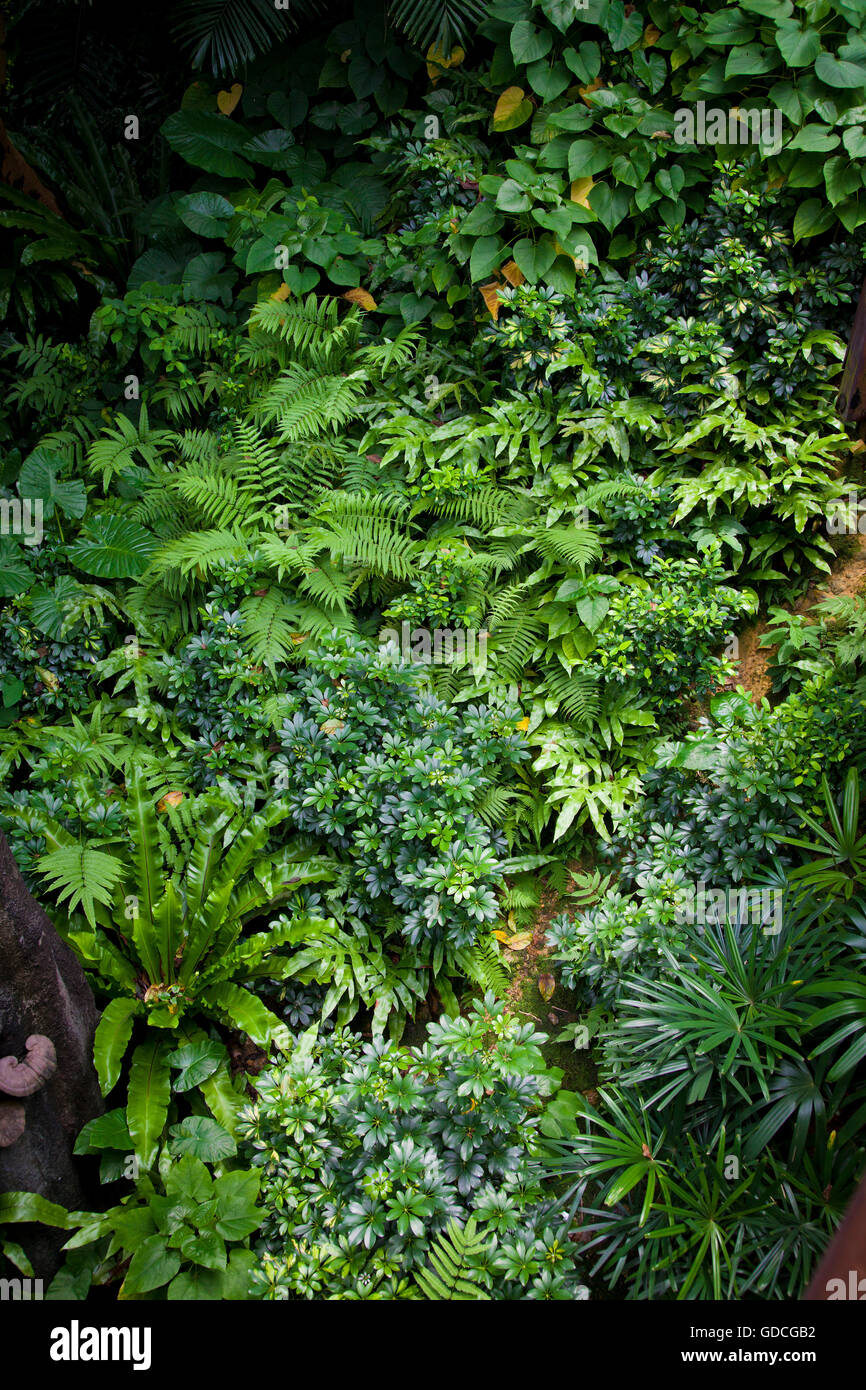 Tropical plants background hi-res stock photography and images - Alamy