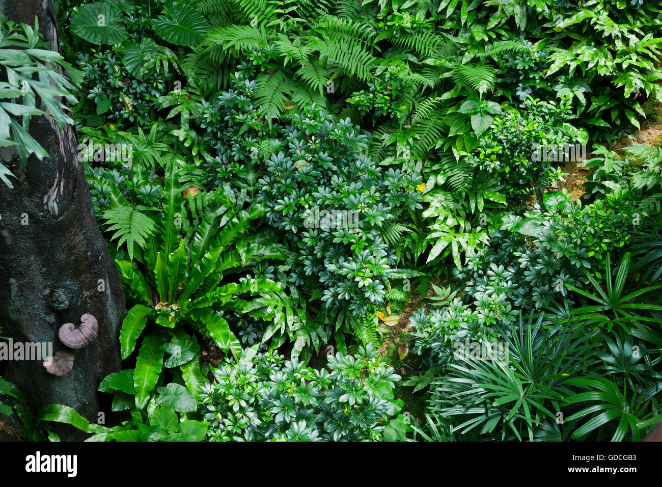 Lush Tropical Green Jungle Stock Photo, Picture and Royalty Free Image.  Image 49556086.