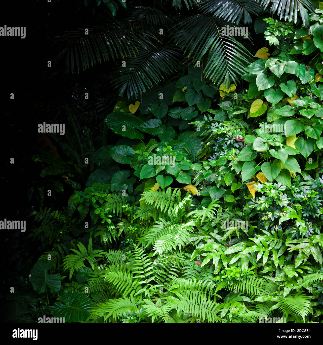 Lush green tropical exotic jungle nature background Stock Photo - Alamy