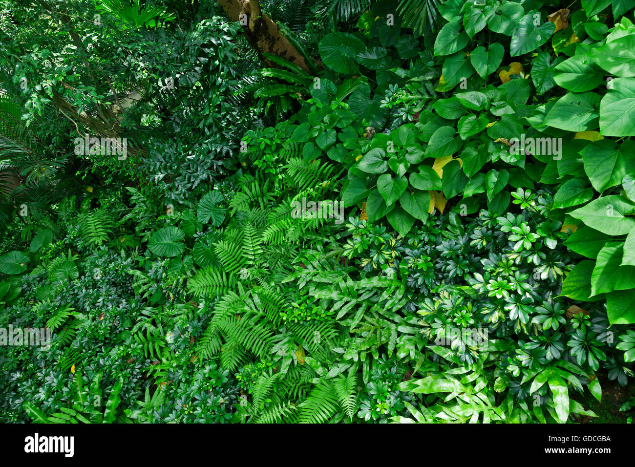 Lush green tropical jungle or garden in asia Stock Photo - Alamy