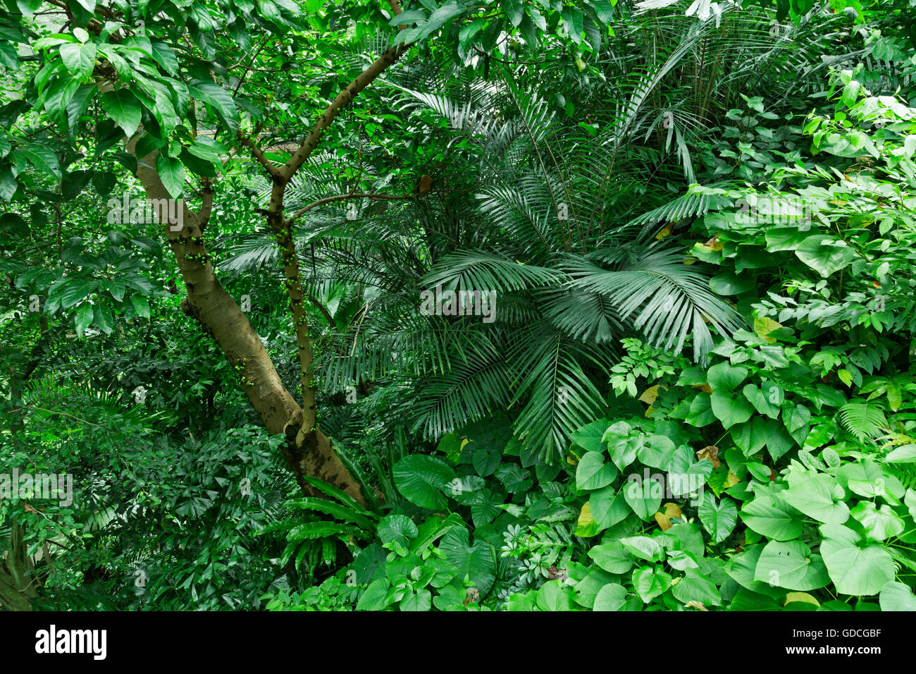 Lush green tropical jungle or garden in asia Stock Photo - Alamy