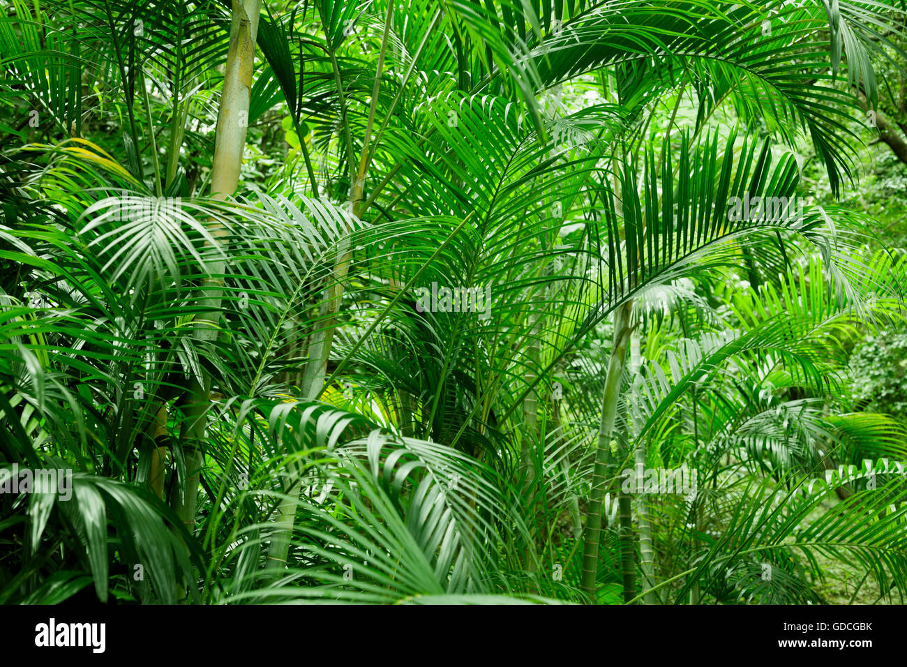 Asia plants hi-res stock photography and images - Alamy