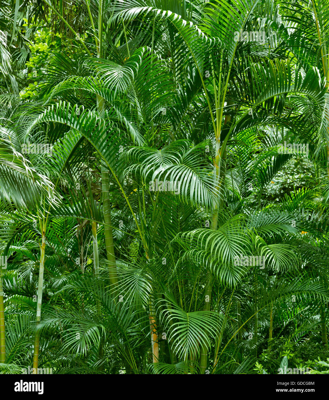 Lush tropical plants hi-res stock photography and images - Alamy