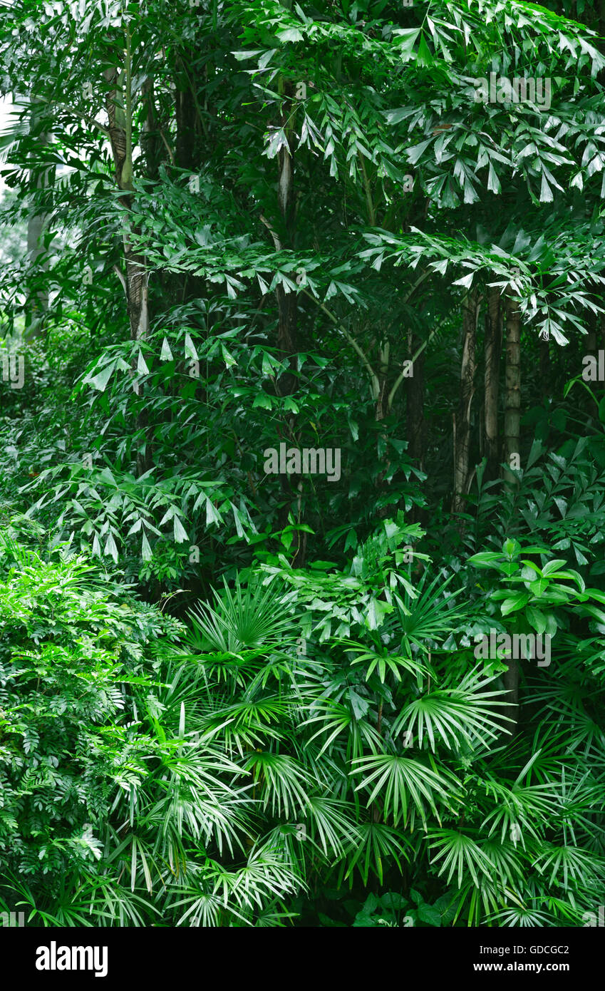 Lush green tropical jungle or garden in asia Stock Photo - Alamy