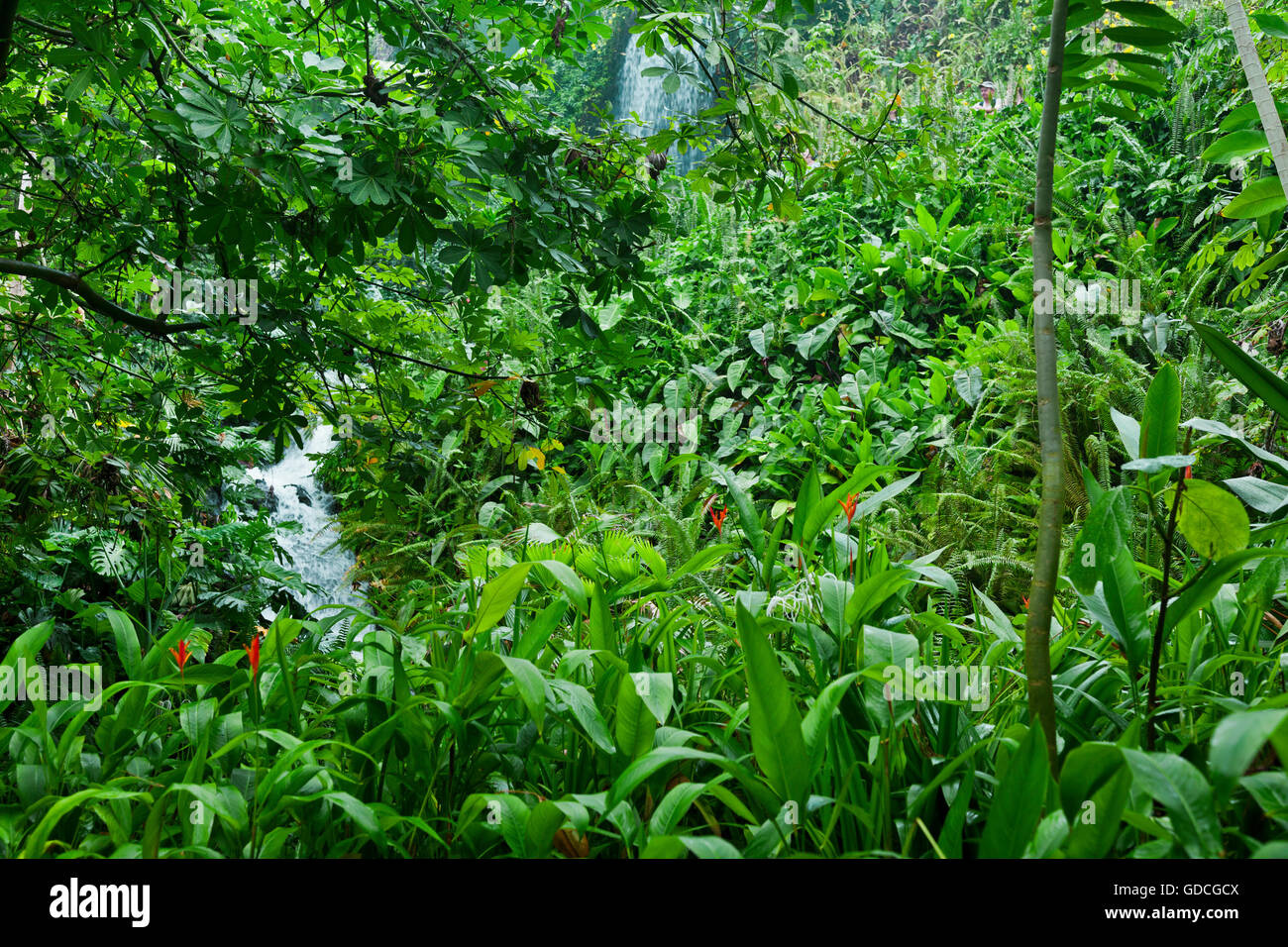 lush tropical jungle nature background Stock Photo - Alamy