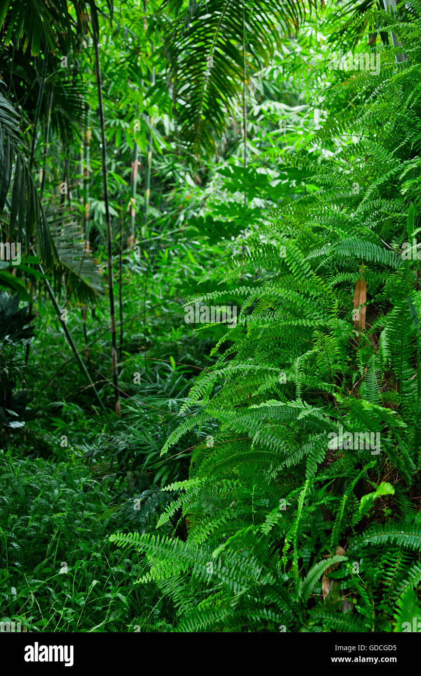 lush tropical jungle nature background Stock Photo - Alamy
