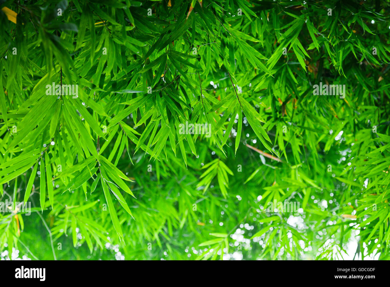 lush tropical jungle nature background Stock Photo - Alamy