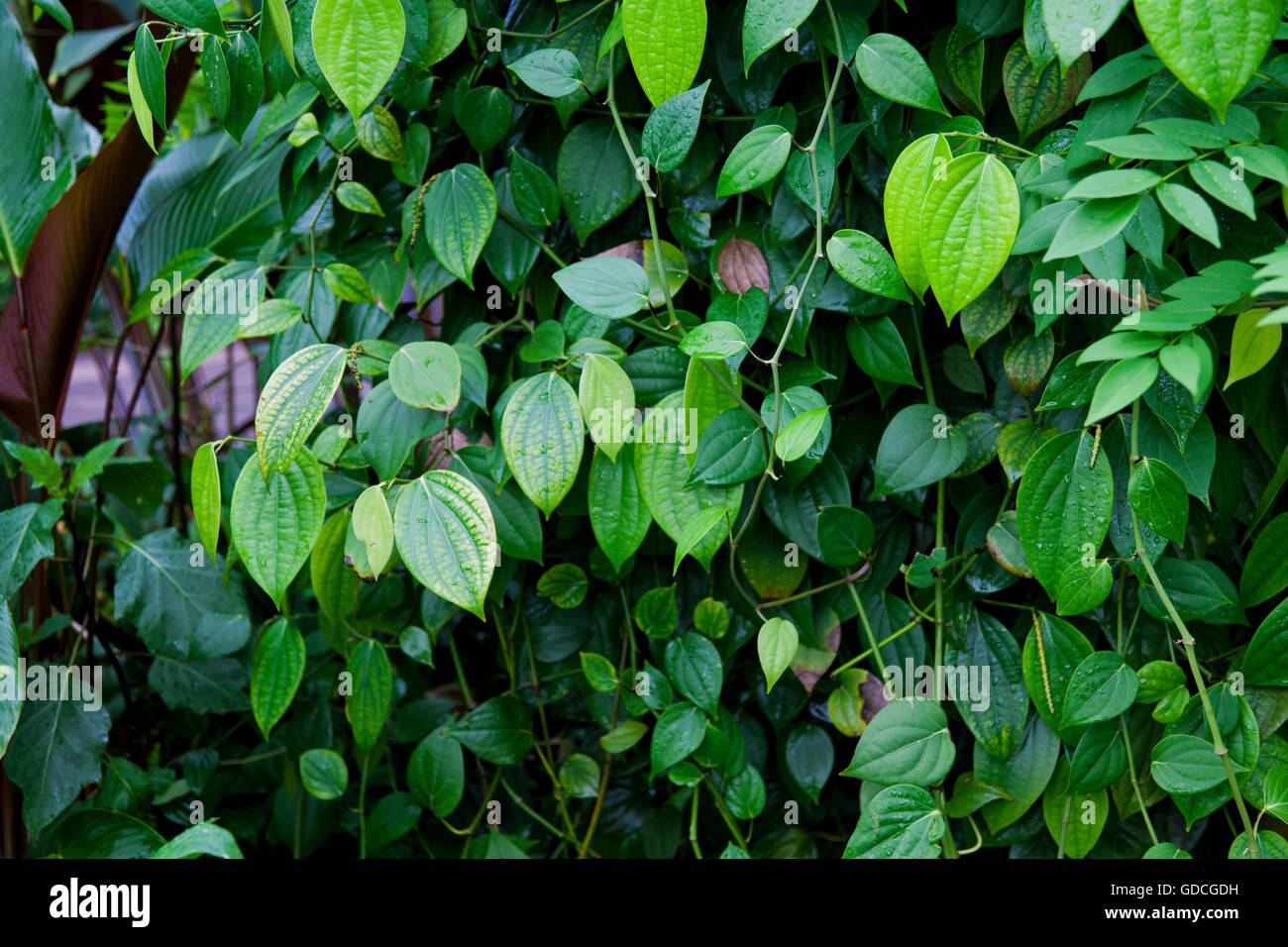 Lush green tropical rain forest hi-res stock photography and images - Alamy