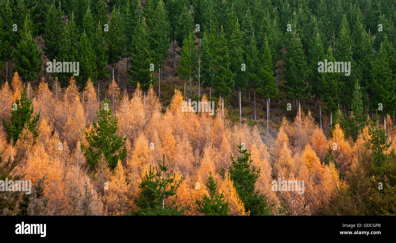 Trees in the forest in autumn Stock Photo - Alamy