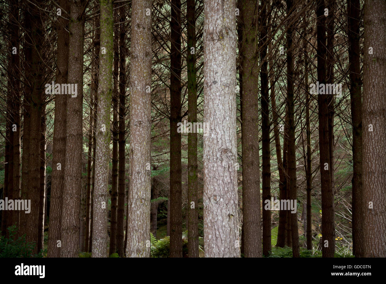 Pine trees in the forest Stock Photo - Alamy