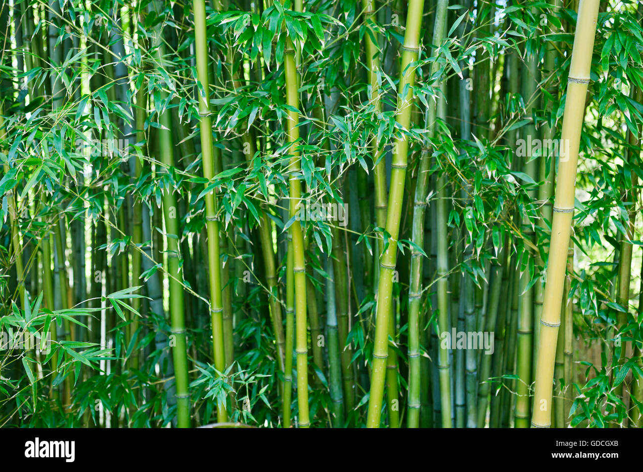 Lush green bamboo nature background Stock Photo - Alamy