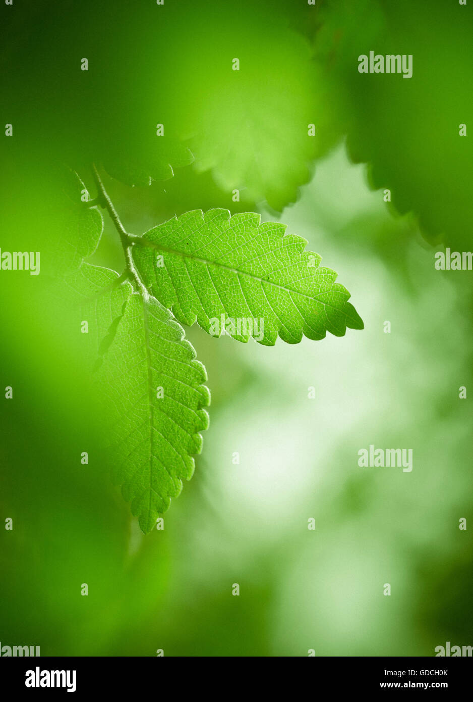 Nature background with fresh green leaves Stock Photo - Alamy