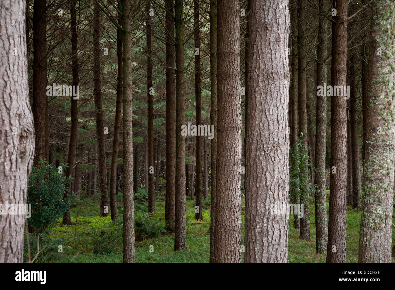 Pine trees in the forest Stock Photo - Alamy