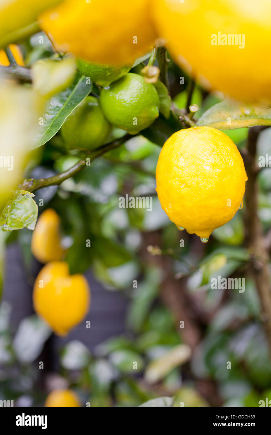 Bright yellow lemons on an organic lemon Meyer tree Stock Photo Alamy