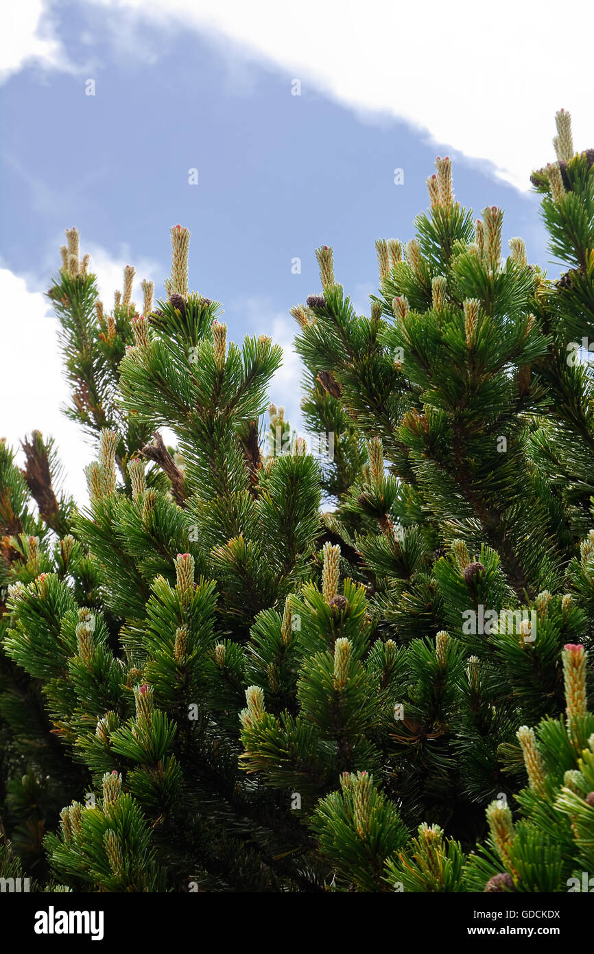 Pinus mugo caracteristic in mountain Stock Photo