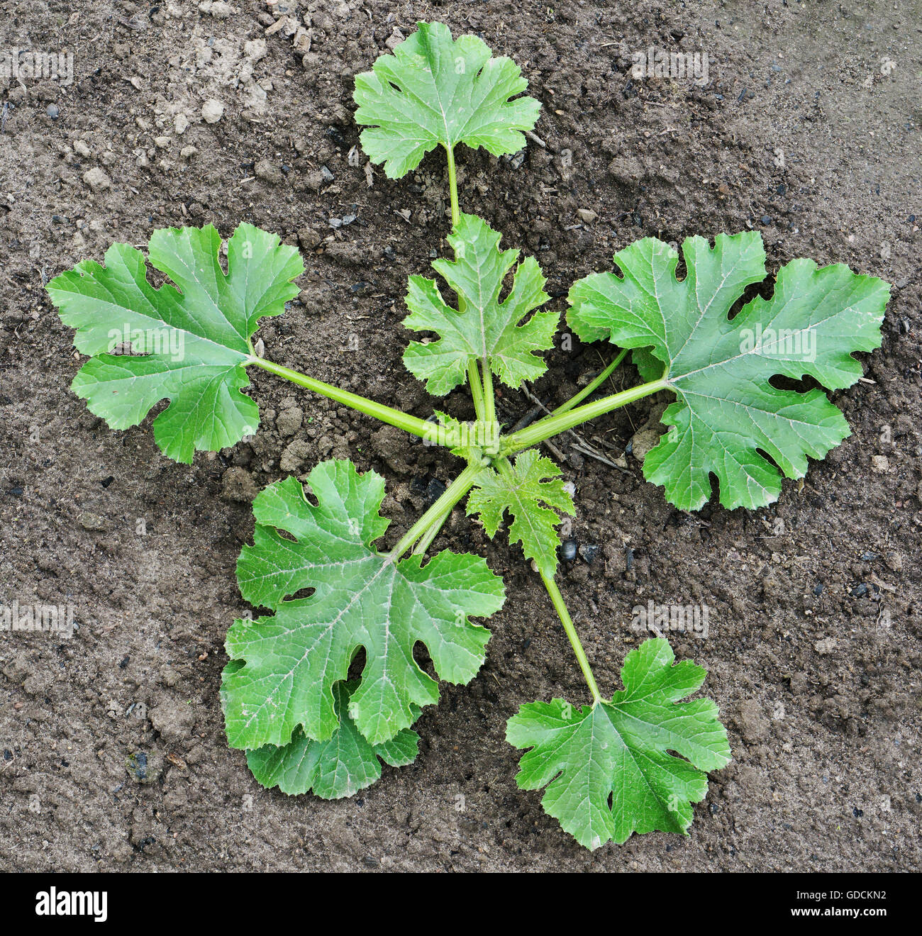 The young plant of a garden  vegetable marrow grows in fat nutritious compost. Top view closeup square image Stock Photo