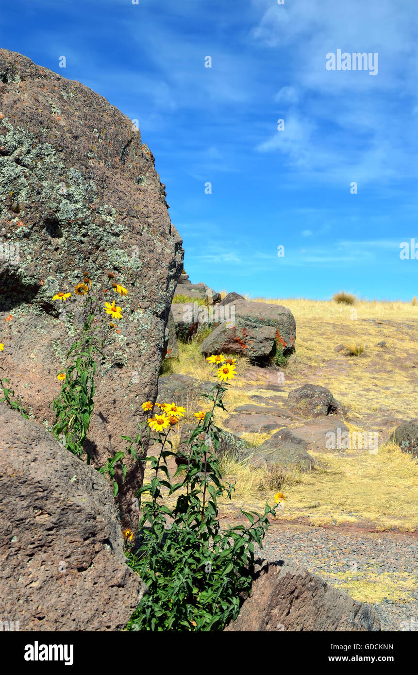 On granite mountain rocks Peruvian Andes grow sunflowers. Sunny summer day landscape Stock Photo