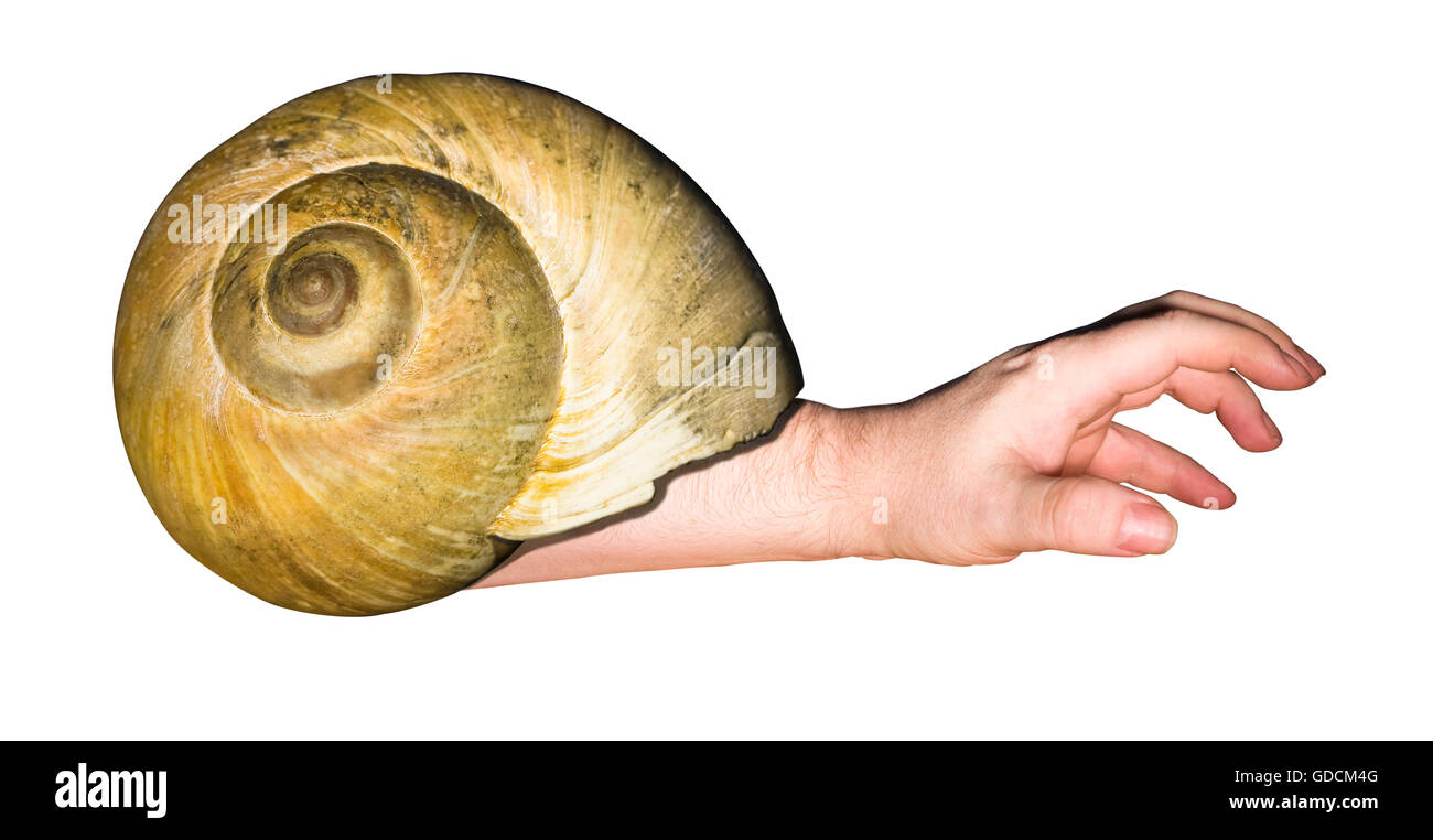 Large Light Brown Sea Snail Shell isolated on white background with human hand protruding from the opening Stock Photo