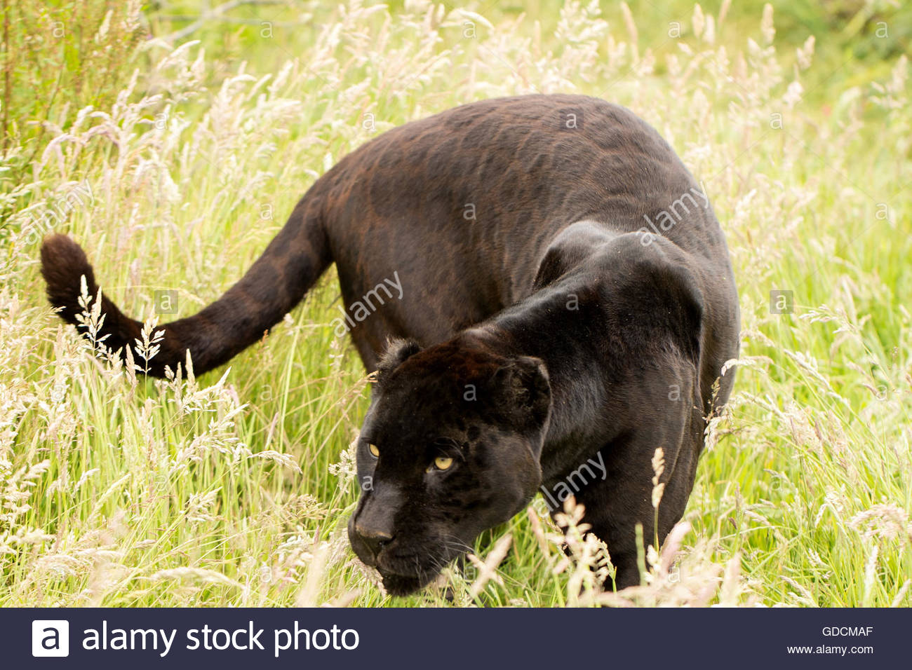 Black Jaguar Animal Stock Photos & Black Jaguar Animal Stock Images Alamy