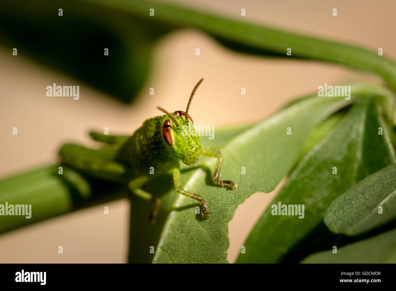 Face on macro photograph of a brightly coloured small green grasshopper with reddish brown eyes sitting on a green leaf and foli Stock Photo