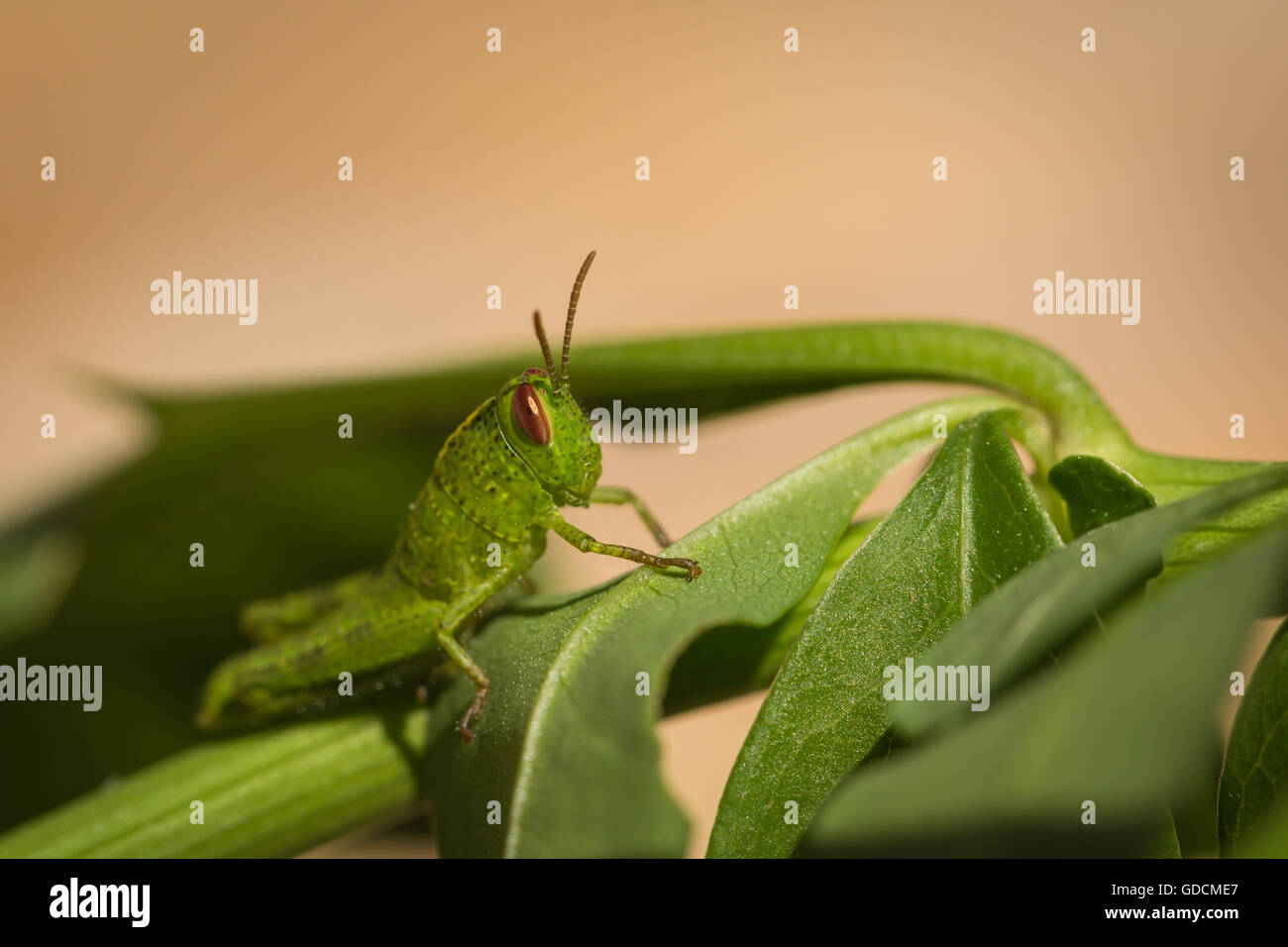Side on macro photograph of a brightly coloured small green grasshopper with reddish brown eyes sitting on a green leaf Stock Photo