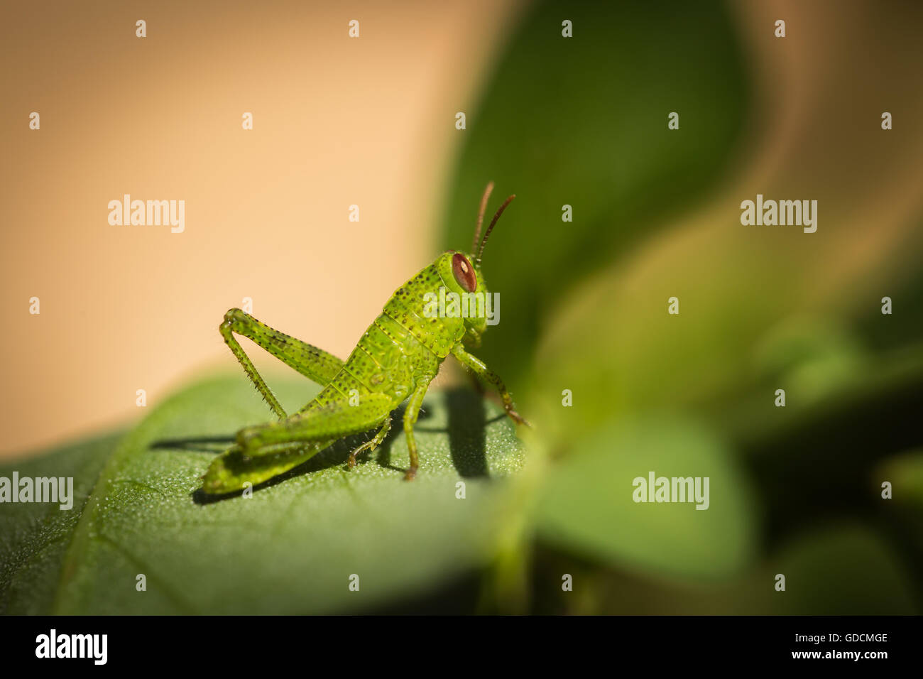 Side on macro photograph of a brightly coloured small green grasshopper with reddish brown eyes sitting on a green leaf Stock Photo