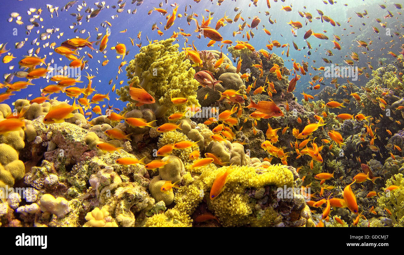 Tropical Fish on Vibrant Coral Reef, underwater scene Stock Photo - Alamy