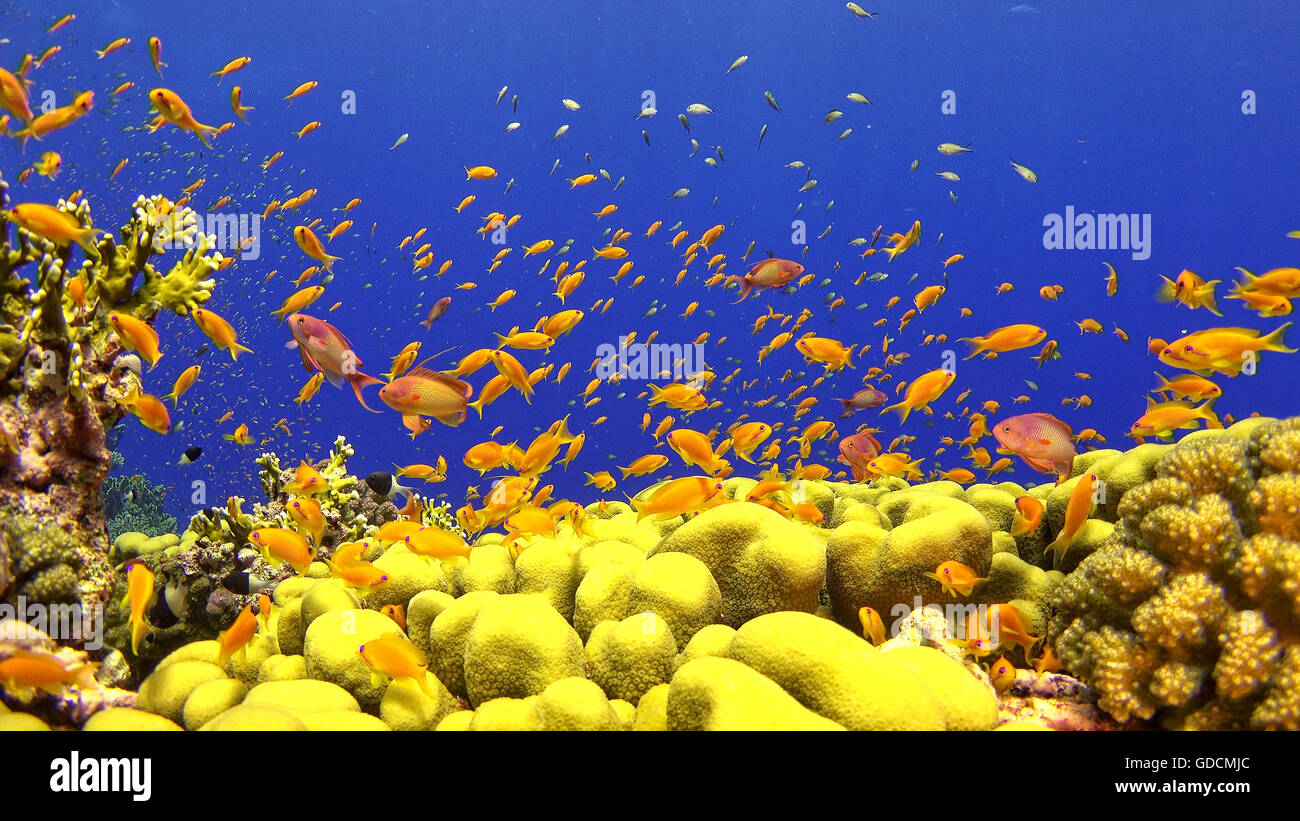 Tropical Fish on Vibrant Coral Reef, underwater scene Stock Photo - Alamy