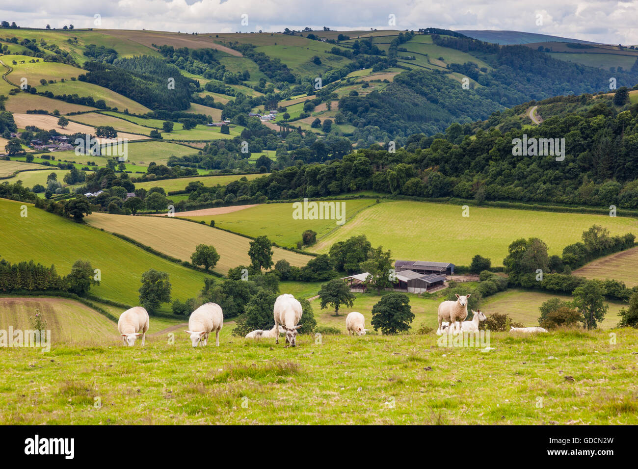 Rolling hills with sheep hi-res stock photography and images - Alamy
