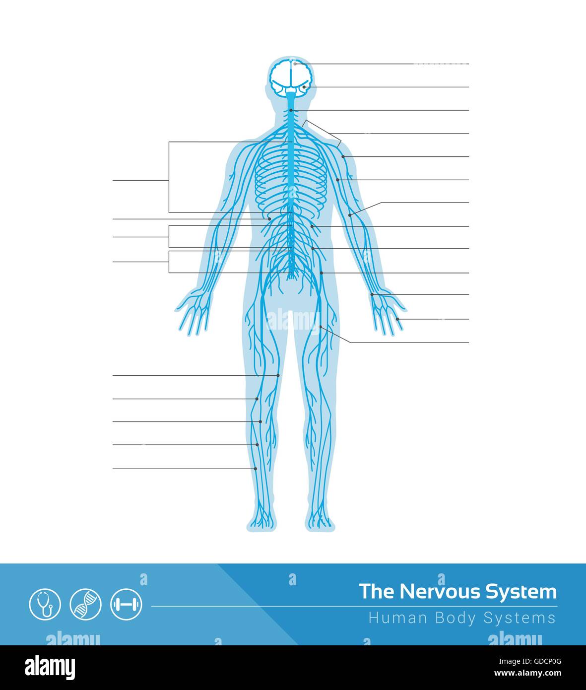 The human nervous system vector medical illustration Stock Vector