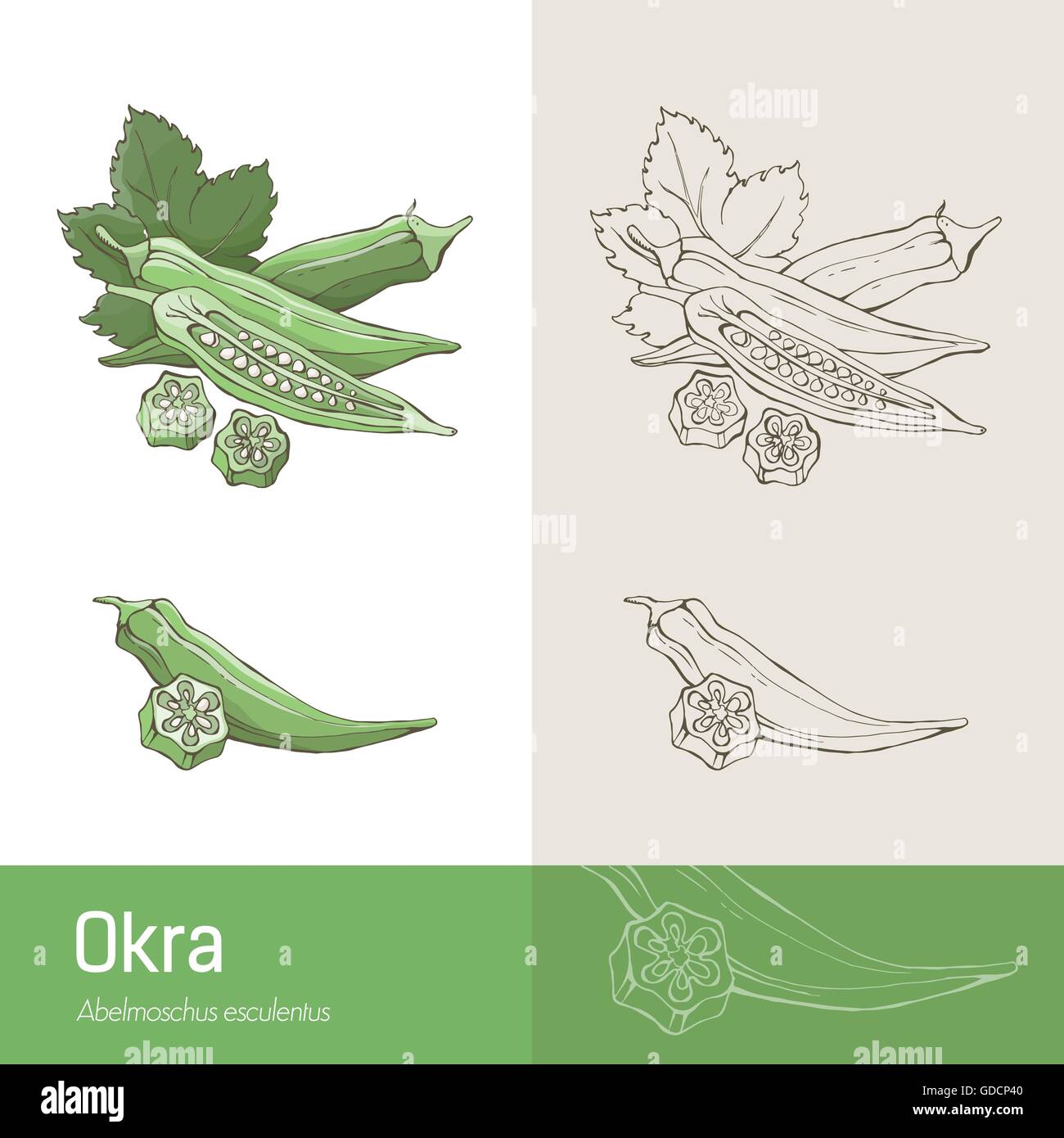 Okra pods and leaves botanical hand drawing Stock Vector