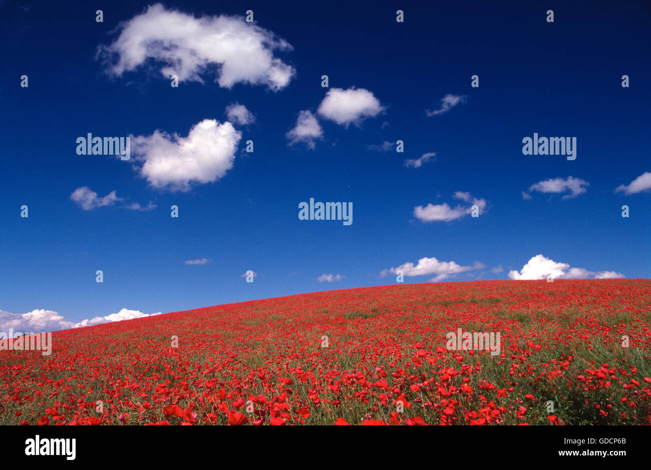 Field poppies (Papaver rhoes) - a brilliant red carpet under a blue sky ...