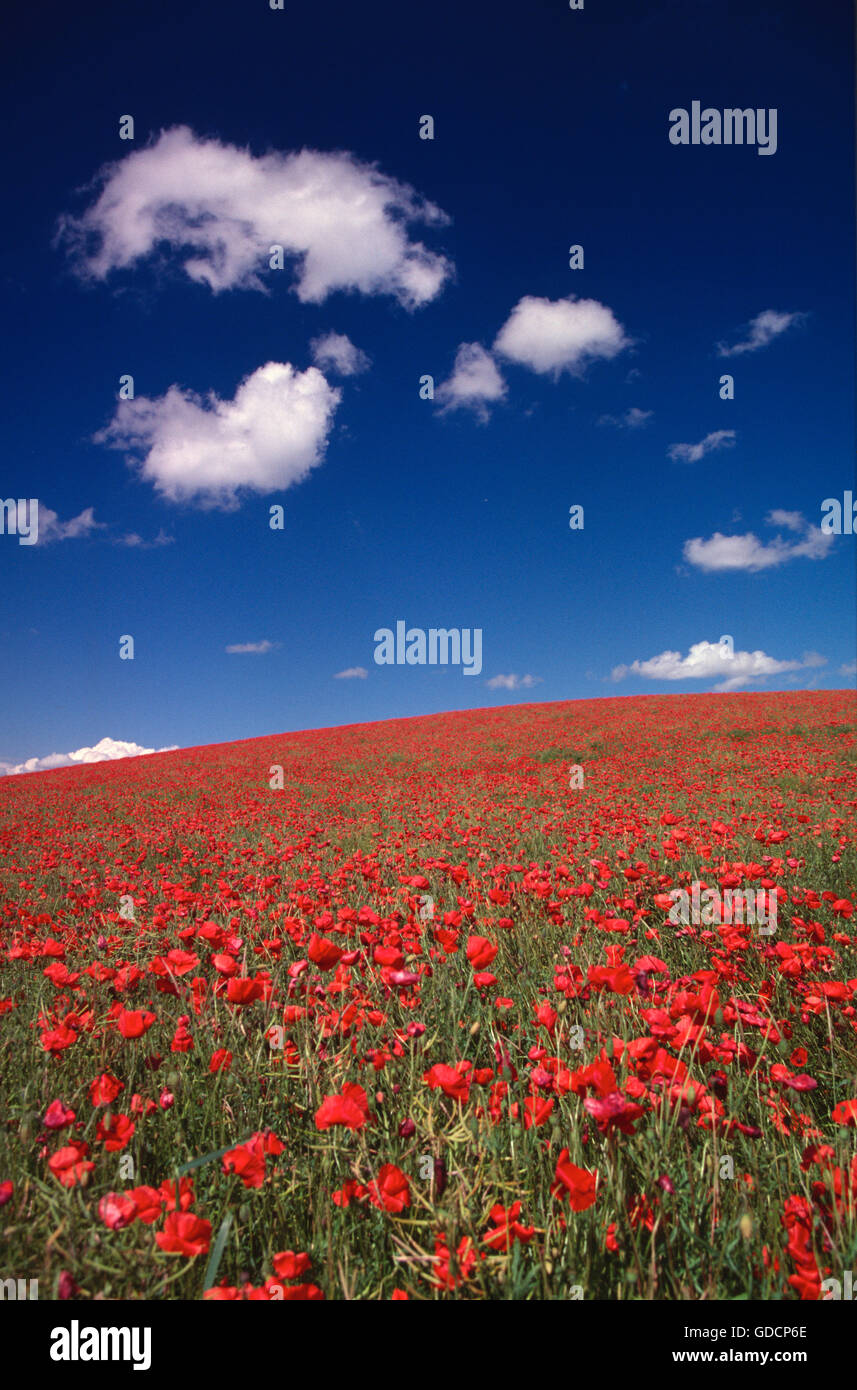 Field poppies (Papaver rhoes) - a brilliant red carpet under a blue sky ...